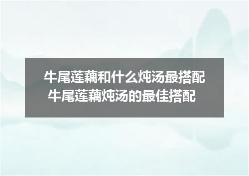 牛尾莲藕和什么炖汤最搭配 牛尾莲藕炖汤的最佳搭配