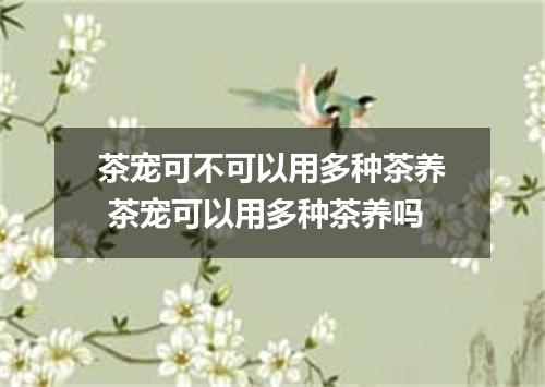 茶宠可不可以用多种茶养 茶宠可以用多种茶养吗