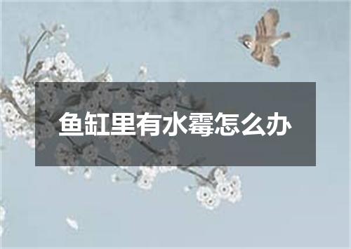 鱼缸里有水霉怎么办