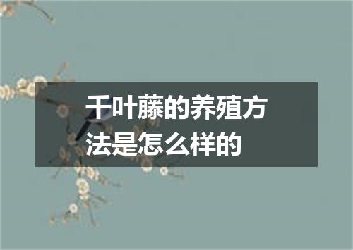 千叶藤的养殖方法是怎么样的