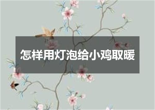 怎样用灯泡给小鸡取暖