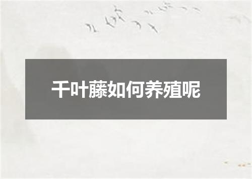 千叶藤如何养殖呢