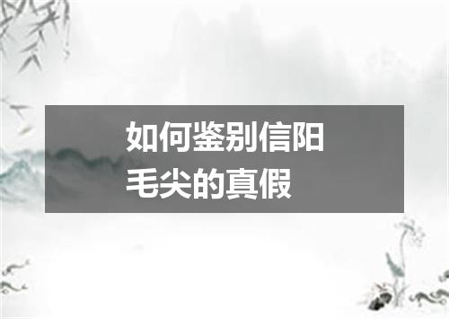 如何鉴别信阳毛尖的真假