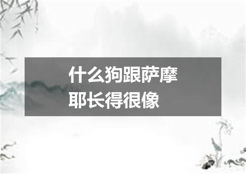 什么狗跟萨摩耶长得很像