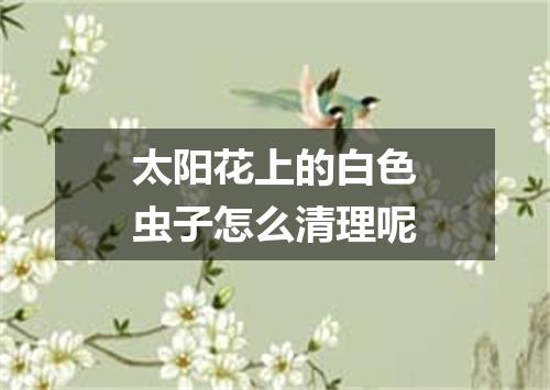 太阳花上的白色虫子怎么清理呢