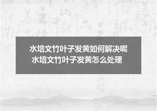 水培文竹叶子发黄如何解决呢 水培文竹叶子发黄怎么处理