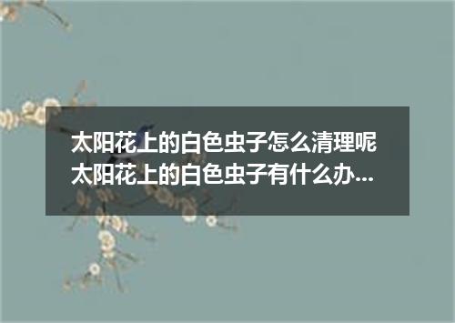 太阳花上的白色虫子怎么清理呢 太阳花上的白色虫子有什么办法去除
