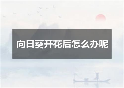 向日葵开花后怎么办呢