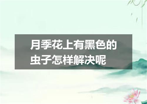 月季花上有黑色的虫子怎样解决呢