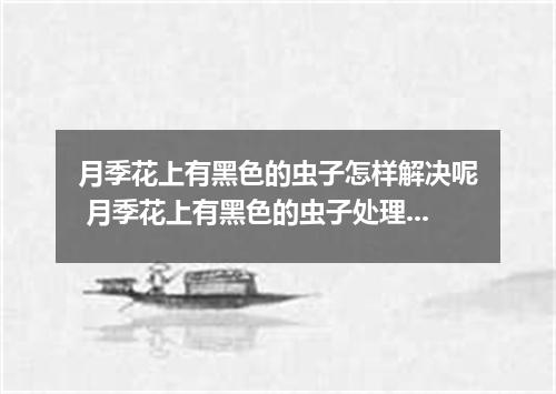 月季花上有黑色的虫子怎样解决呢 月季花上有黑色的虫子处理方法