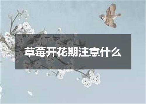 草莓开花期注意什么