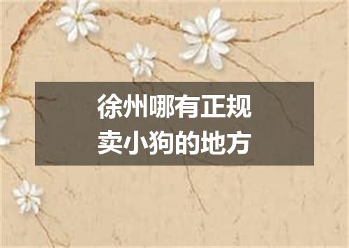 徐州哪有正规卖小狗的地方