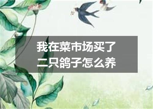 我在菜市场买了二只鸽子怎么养