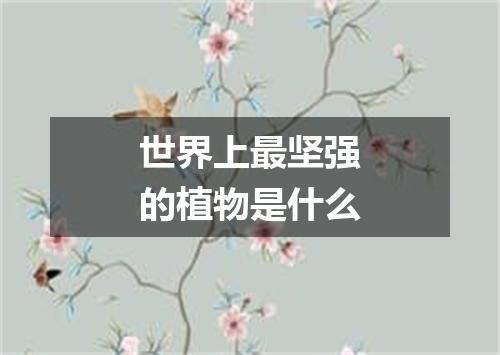 世界上最坚强的植物是什么