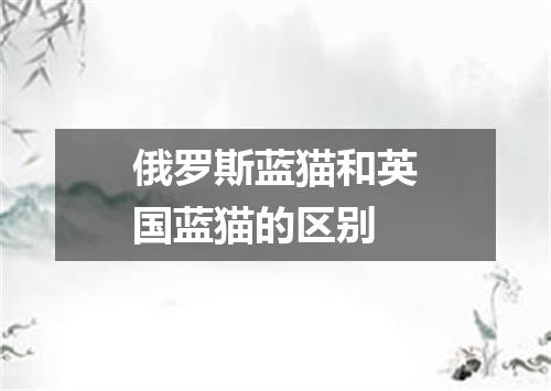 俄罗斯蓝猫和英国蓝猫的区别