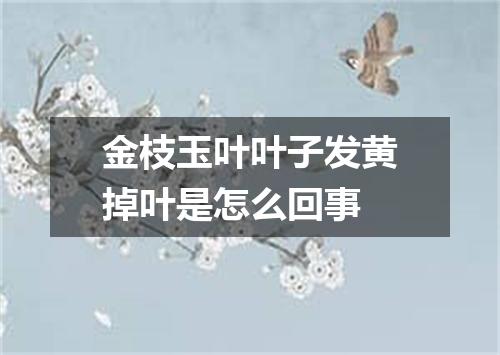 金枝玉叶叶子发黄掉叶是怎么回事