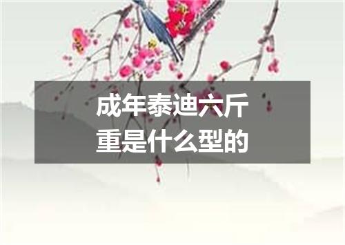 成年泰迪六斤重是什么型的