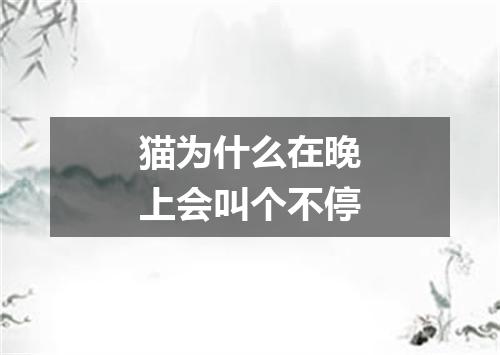 猫为什么在晚上会叫个不停