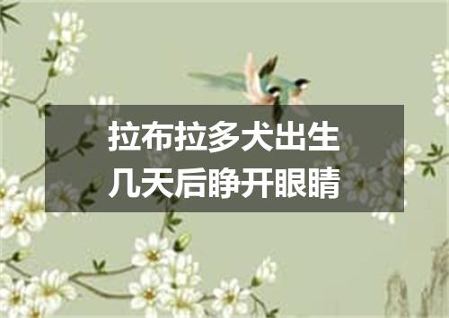 拉布拉多犬出生几天后睁开眼睛