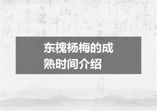 东槐杨梅的成熟时间介绍