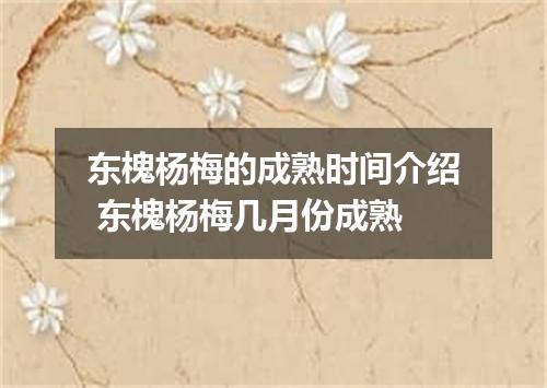东槐杨梅的成熟时间介绍 东槐杨梅几月份成熟