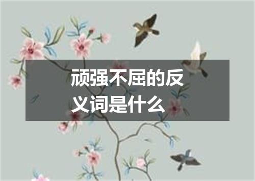 顽强不屈的反义词是什么
