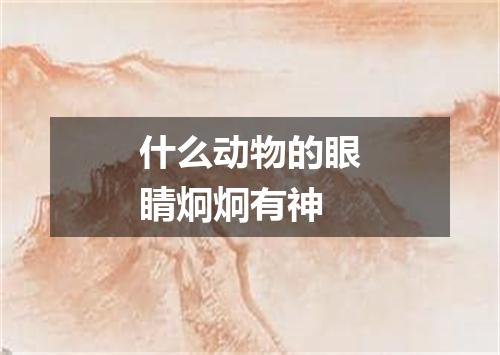 什么动物的眼睛炯炯有神
