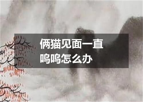 俩猫见面一直呜呜怎么办