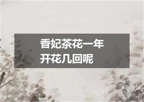 香妃茶花一年开花几回呢