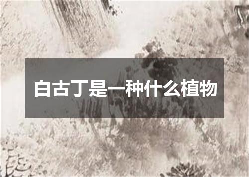 白古丁是一种什么植物