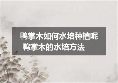 鸭掌木如何水培种植呢 鸭掌木的水培方法