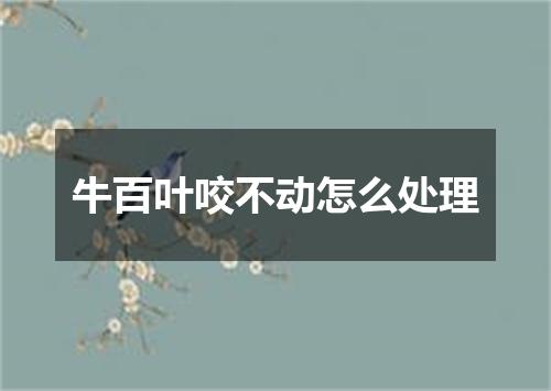 牛百叶咬不动怎么处理