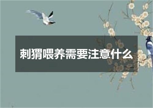 刺猬喂养需要注意什么