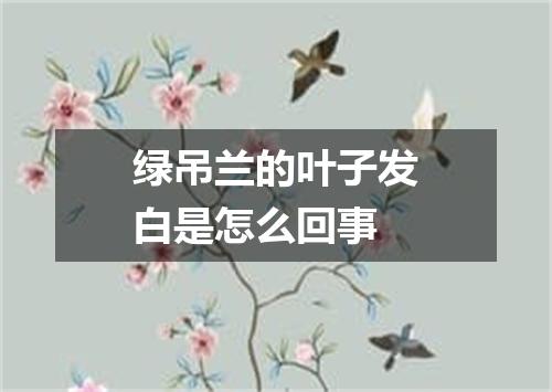 绿吊兰的叶子发白是怎么回事