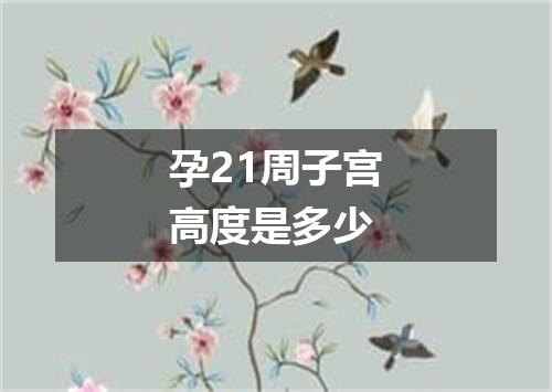 孕21周子宫高度是多少