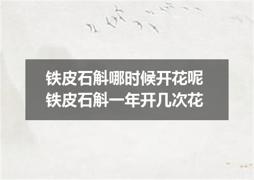 铁皮石斛哪时候开花呢 铁皮石斛一年开几次花