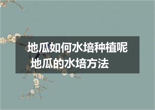 地瓜如何水培种植呢 地瓜的水培方法
