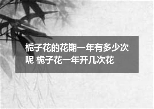栀子花的花期一年有多少次呢 桅子花一年开几次花