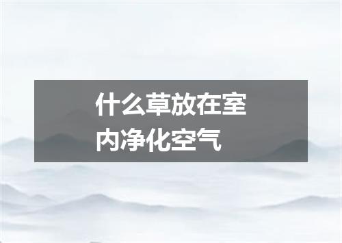 什么草放在室内净化空气