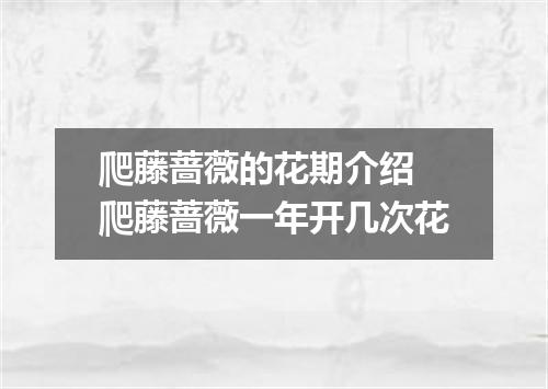 爬藤蔷薇的花期介绍 爬藤蔷薇一年开几次花