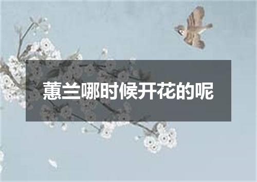 蕙兰哪时候开花的呢