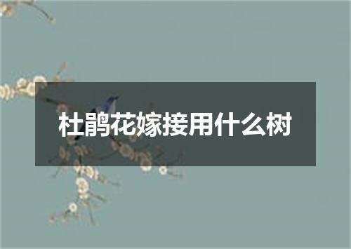 杜鹃花嫁接用什么树