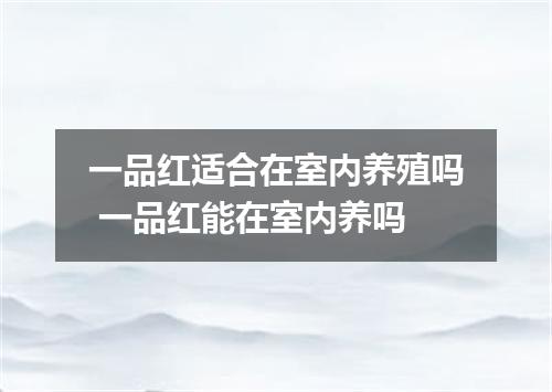 一品红适合在室内养殖吗 一品红能在室内养吗