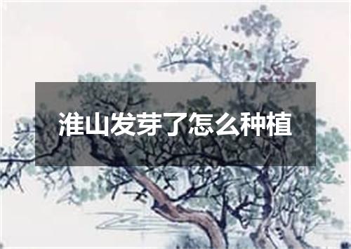 淮山发芽了怎么种植