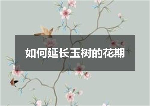 如何延长玉树的花期