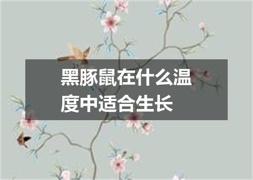 黑豚鼠在什么温度中适合生长