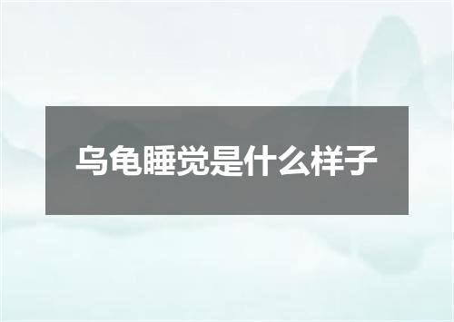 乌龟睡觉是什么样子