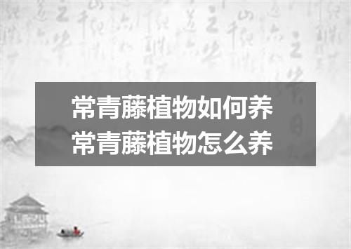 常青藤植物如何养 常青藤植物怎么养