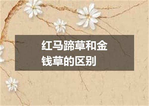 红马蹄草和金钱草的区别