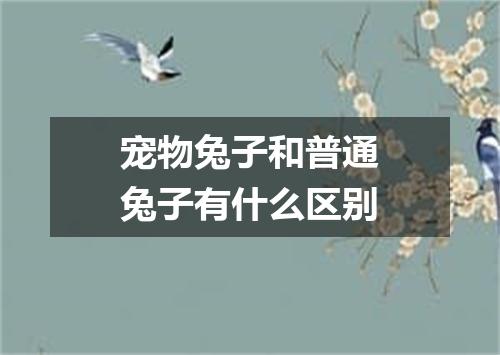 宠物兔子和普通兔子有什么区别